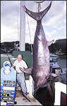 monsterfish