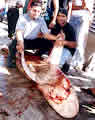 sandbarshark