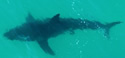 sharkshadow2