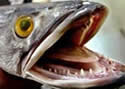 snakehead