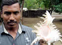 srilankaseashelldiver