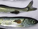 wildsalmonparasites