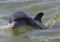 agressivedolphin