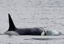 ailingorcas