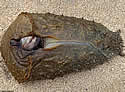aliencreature