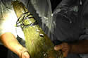 alligatorgar