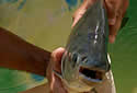 amazonnonfish