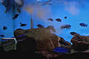 aquariumwater