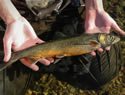 arcticchar