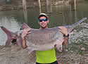 arkcatfish