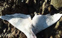 arranmorewhale