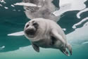 babyseals