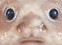 batfish
