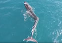 bendwhale