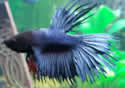 bettafish