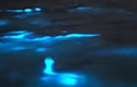 biolumfish