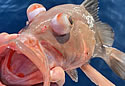 bloatedfish