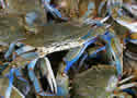 bluecrab