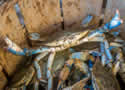 bluecrabs