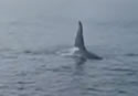 bowhale