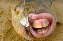 bucktoothfish