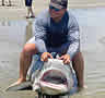 bucketshark