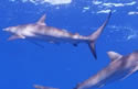bullsharks
