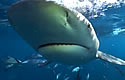 bullsharksfl