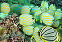butterflyreef