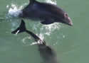 caporpoise
