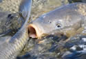 carp