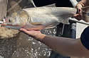 carpfish