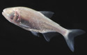 cavefish