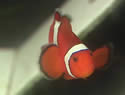 clownfish