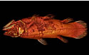 coelacanth