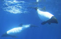 commersondolphin