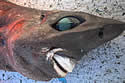 cookieshark