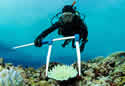 coralmeasure