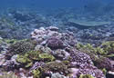 coralrecovery