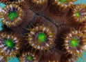 coralreefgrow