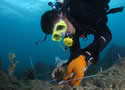 coralrestoration