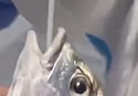 covidfish