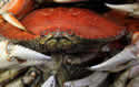 crabs