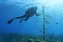 cubadiver