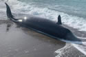 cypruswhale