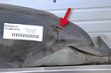 deaddolphinreward
