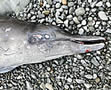 deadwhale