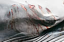 deadwhaleeye