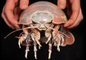 deepbug