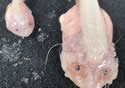 deepfishjapan